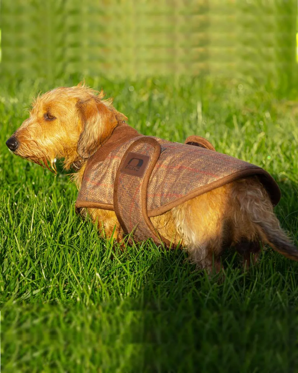 Baleno Bobby Printed Tweed Dog Coat Baleno Clothing