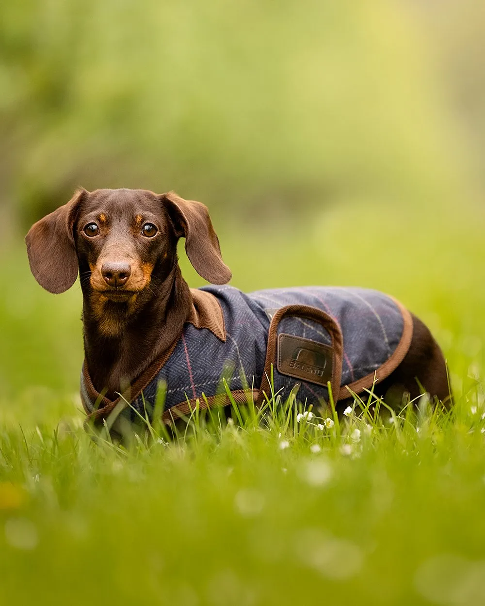Baleno Bobby Printed Tweed Dog Coat Baleno Clothing
