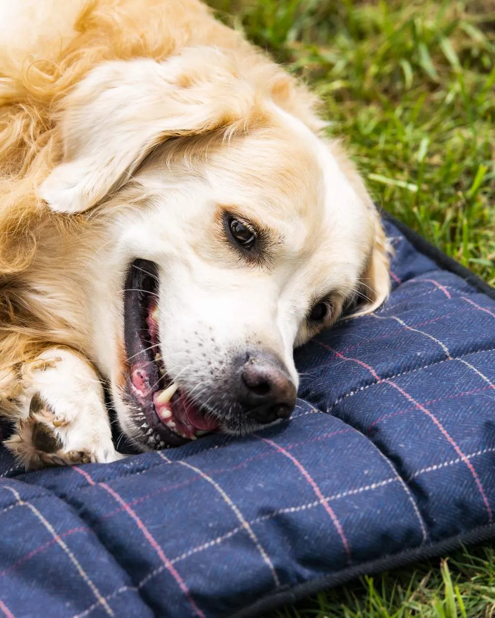 Baleno Dog Bed Baleno Clothing