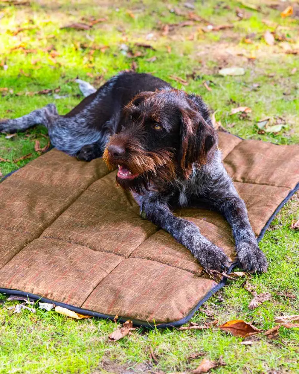 Baleno Dog Bed Baleno Clothing